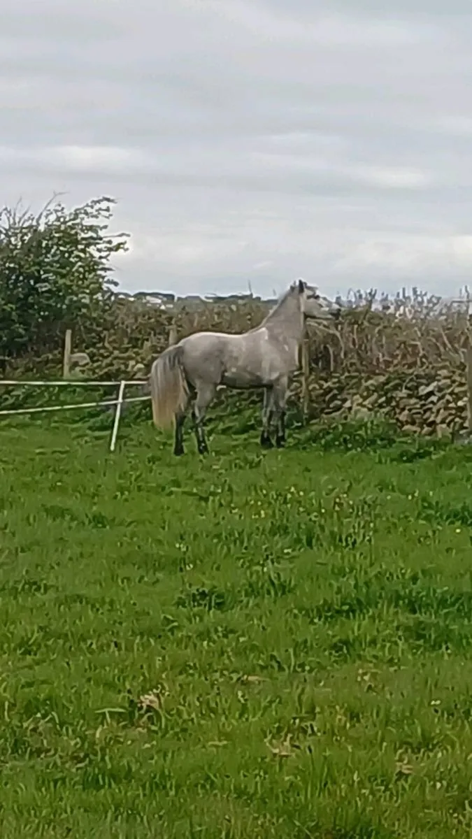 Connemara pony - Image 4