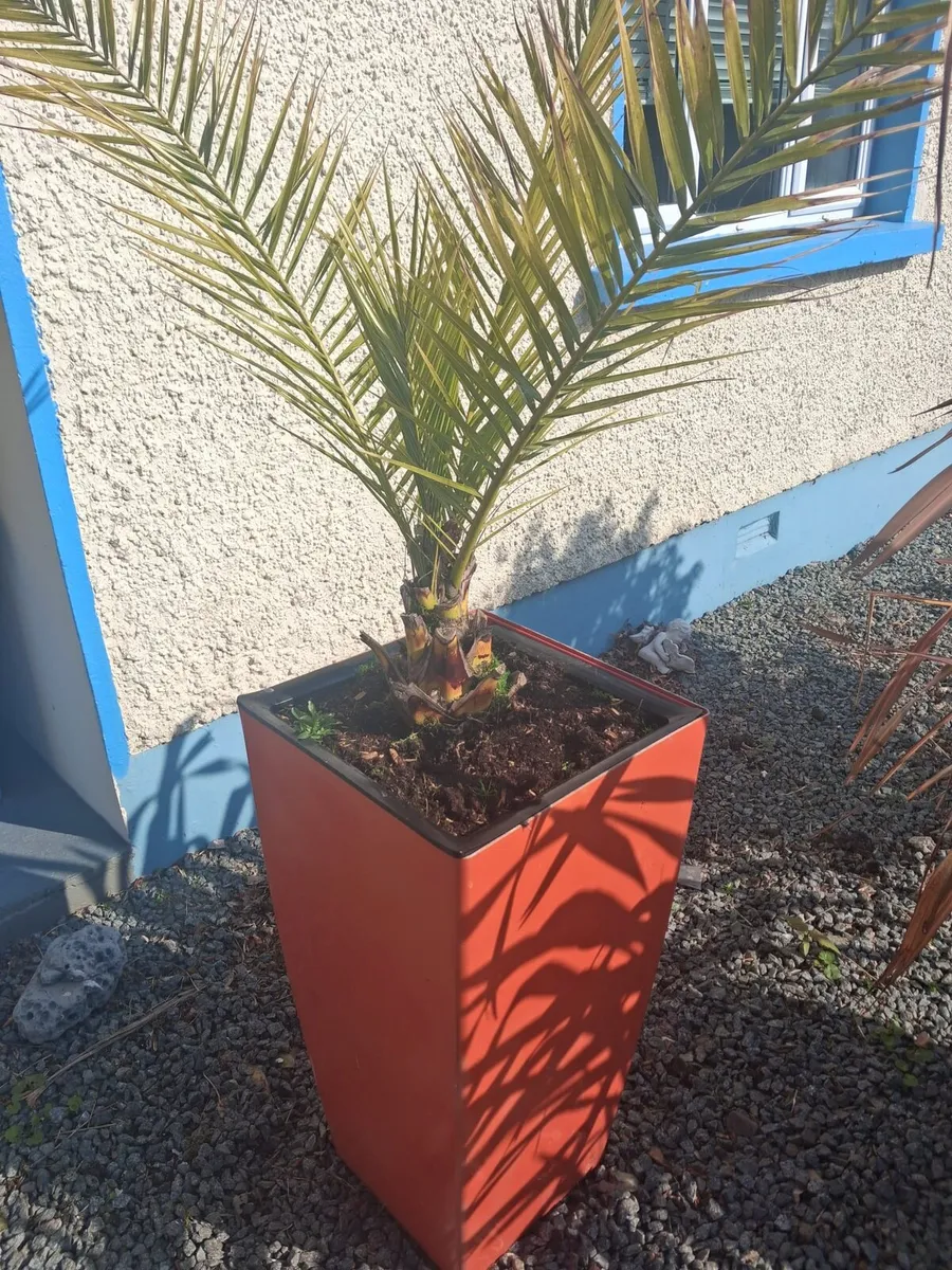 Two phoenix plants in large pots - Image 1