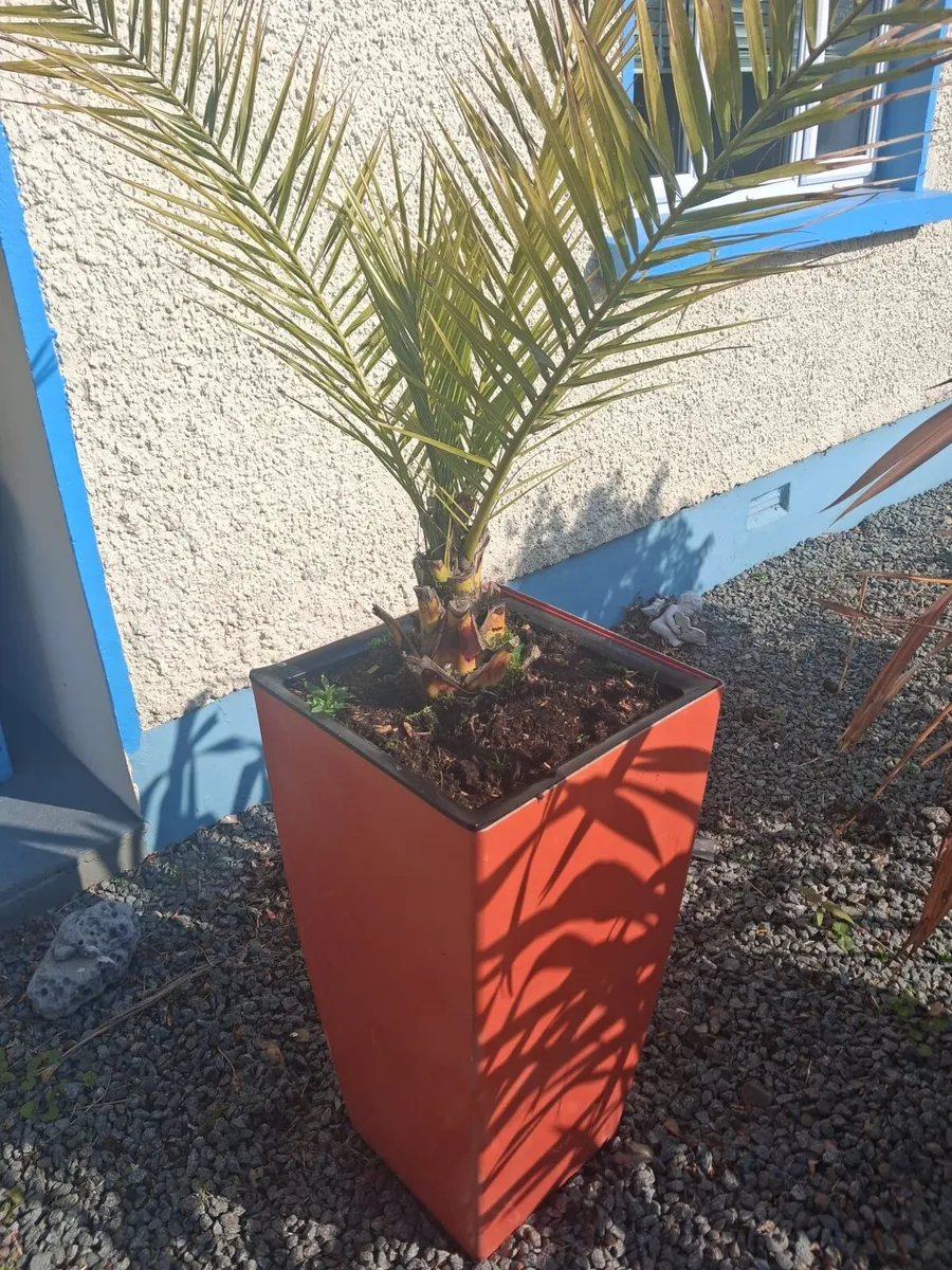 Two phoenix plants in large pots - Image 2