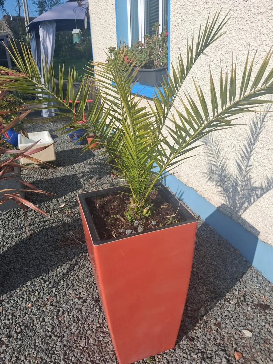 Two phoenix plants in large pots - Image 3
