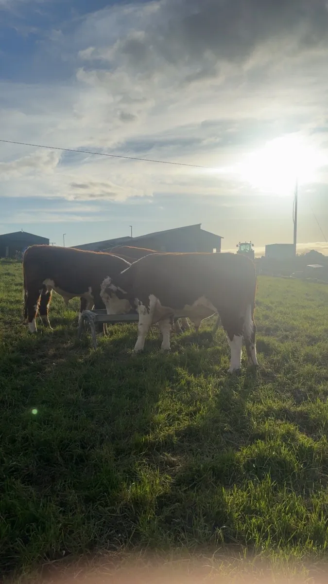 Hereford bulls - Image 2
