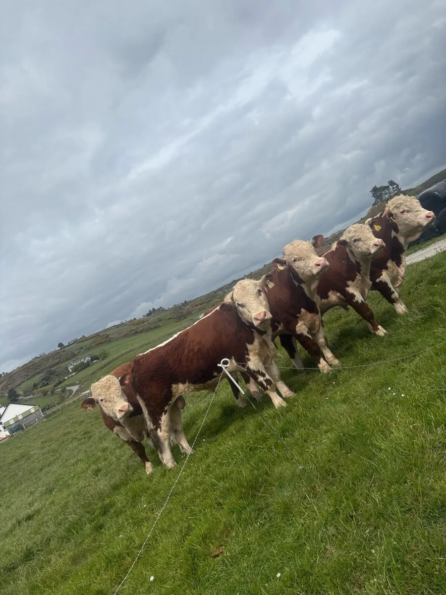 Hereford bulls - Image 1