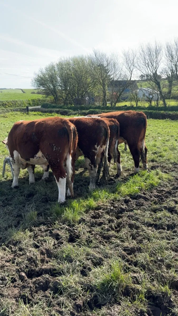 Hereford bulls - Image 3