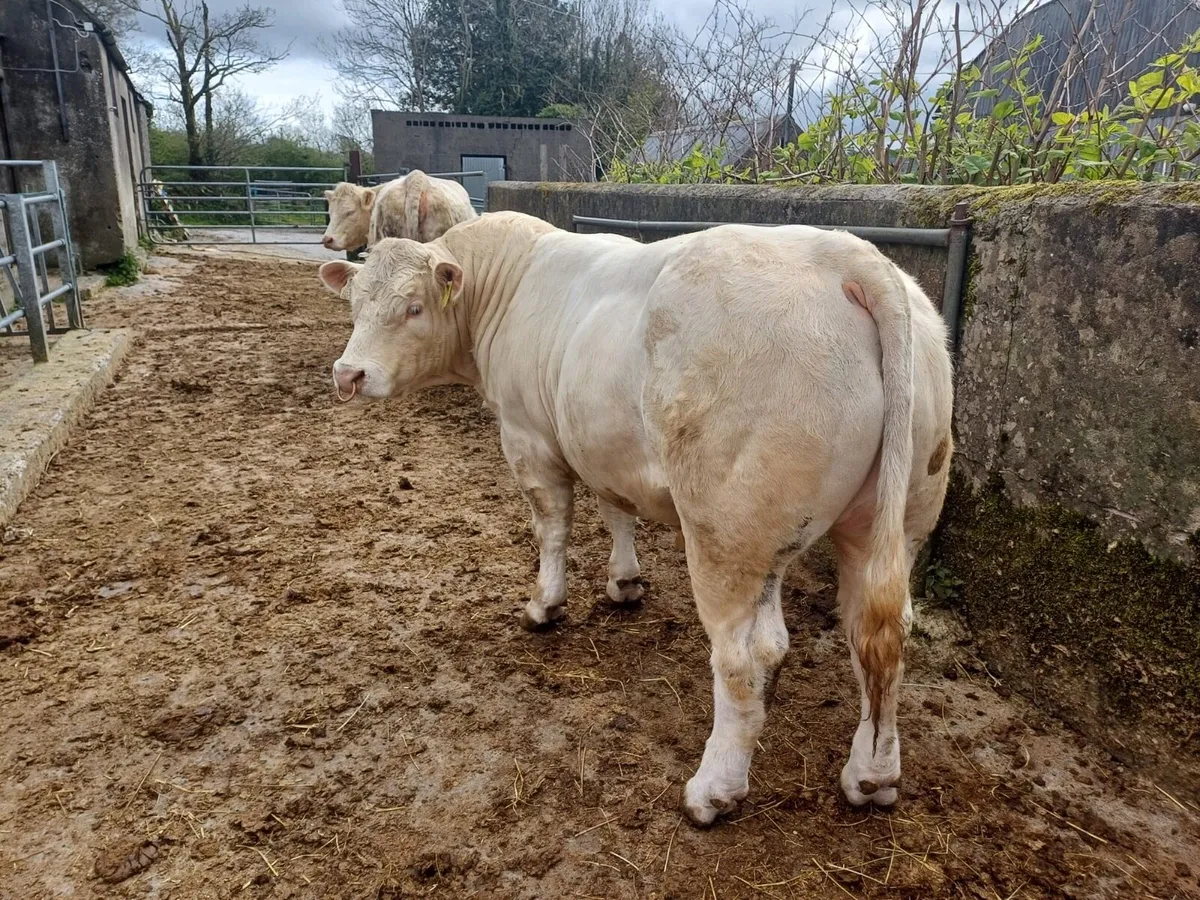 Pedigree Charolias Bull - Image 1