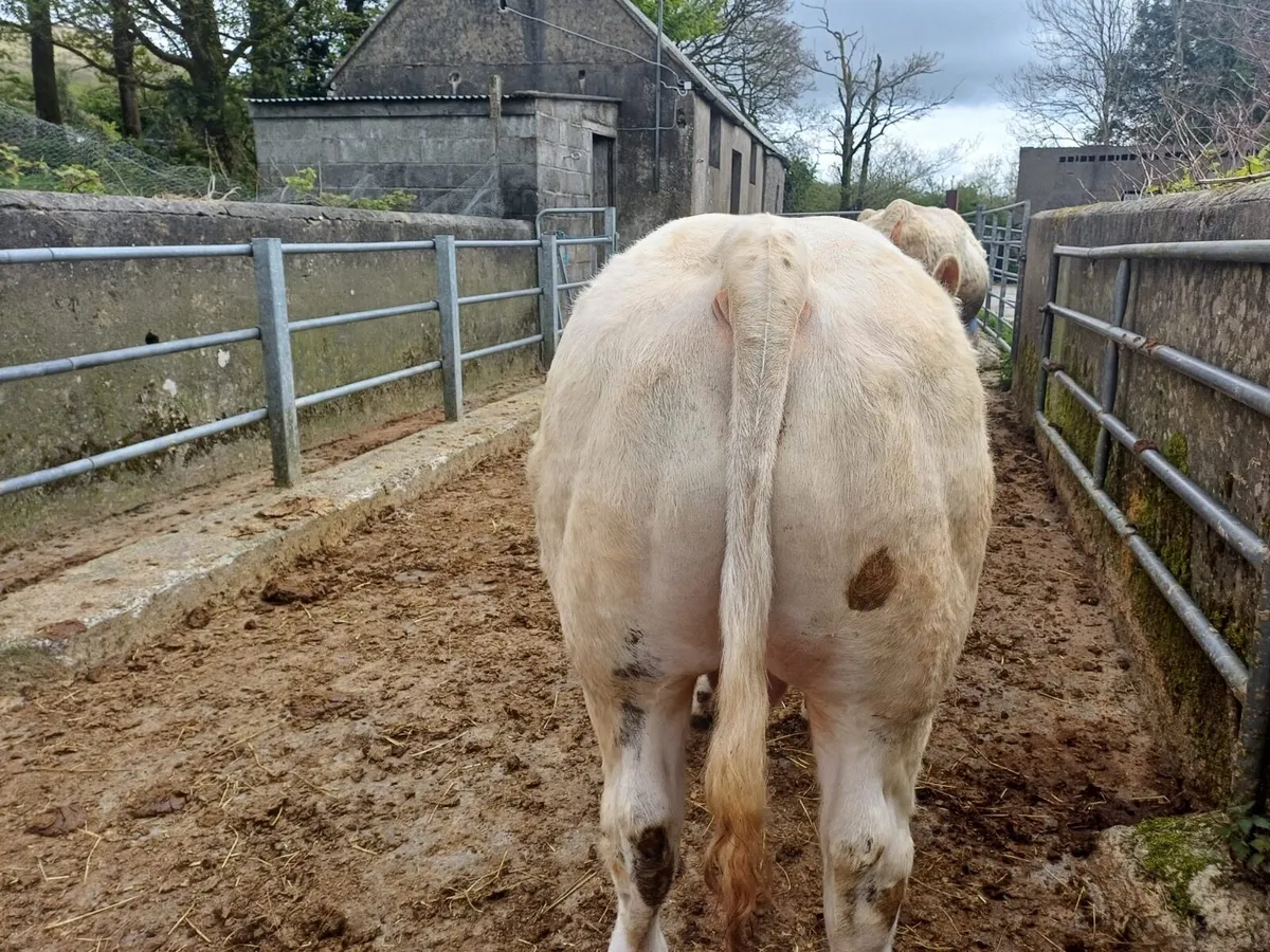 Pedigree Charolias Bull - Image 2