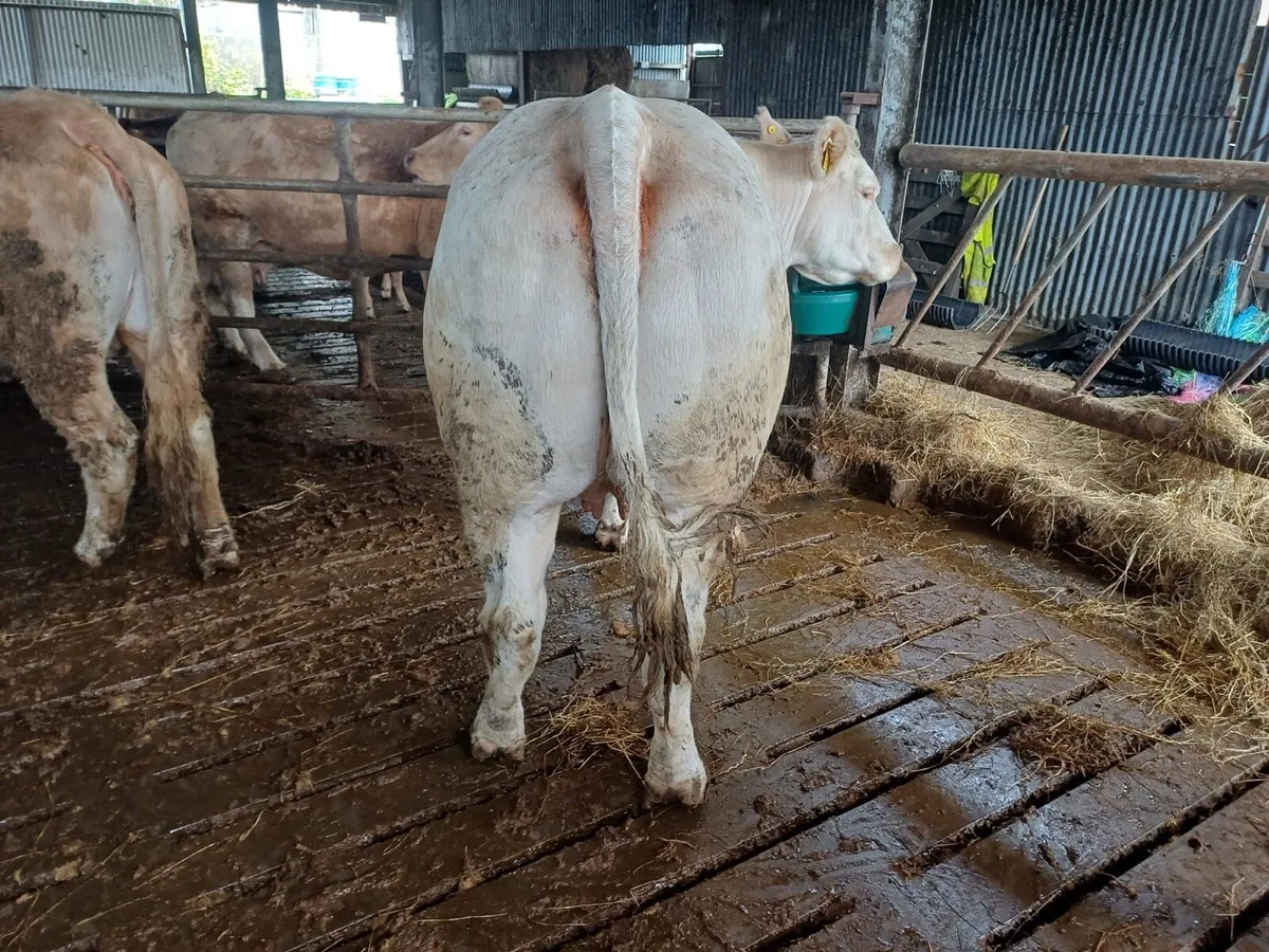 Pedigree Charolias Bull - Image 4