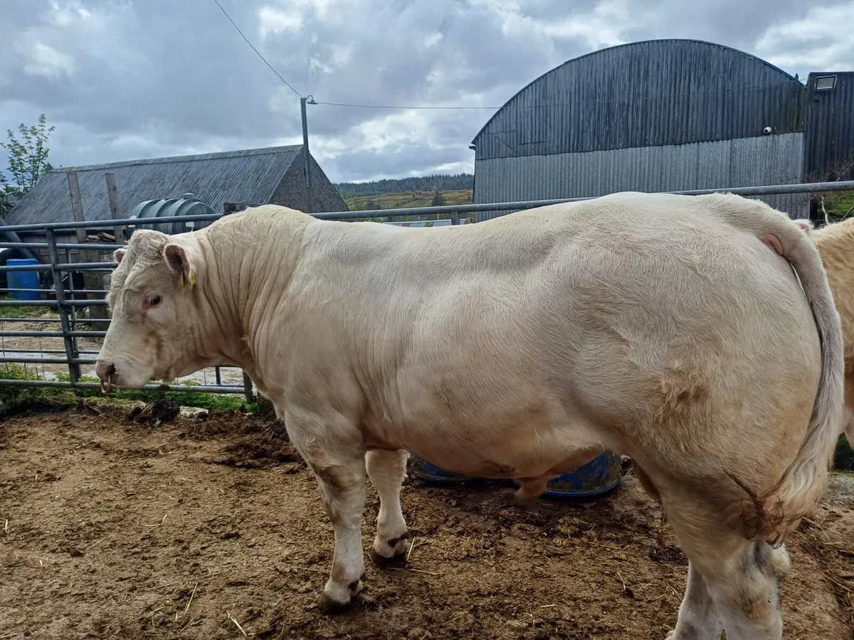 Pedigree Charolias Bull - Image 3