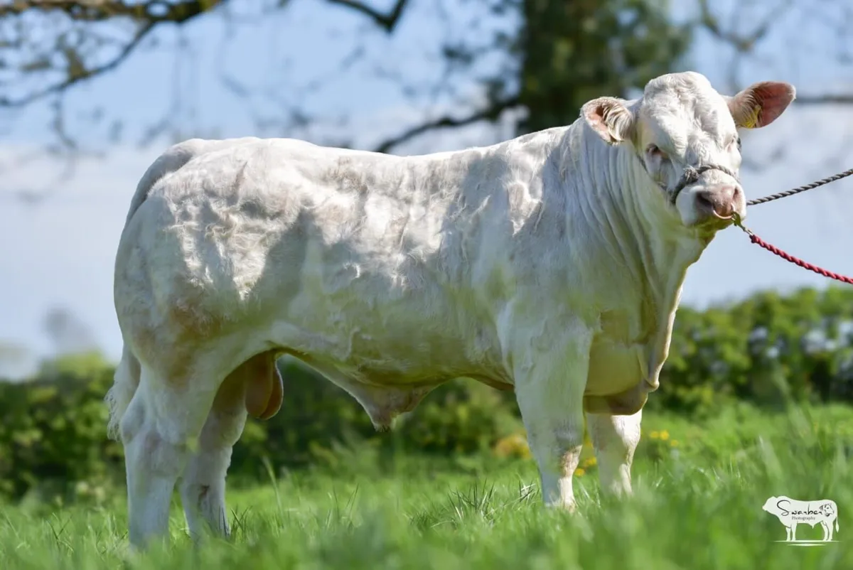Pedigree Charolais bull - Image 2