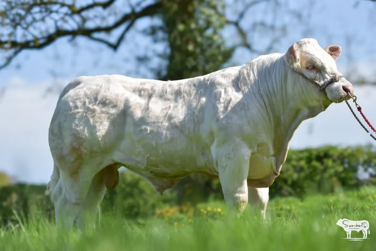 Pedigree Charolais bull - Image 3