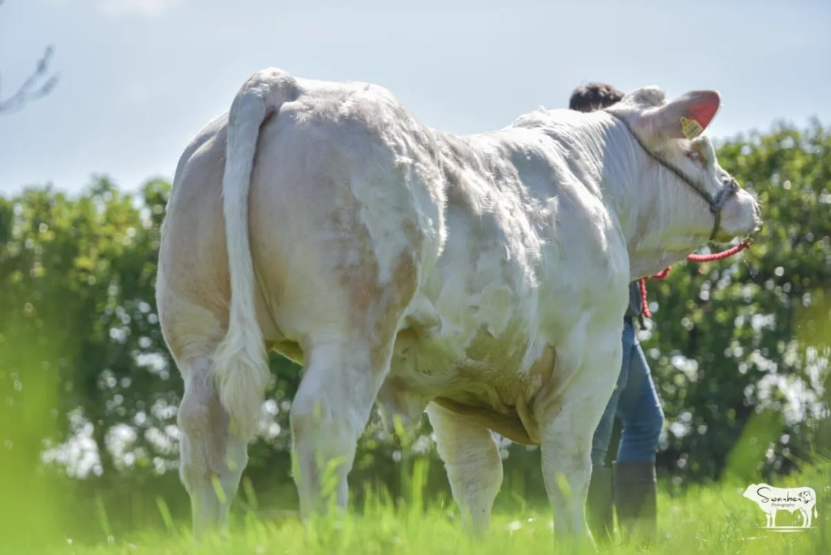 Pedigree Charolais bull - Image 4