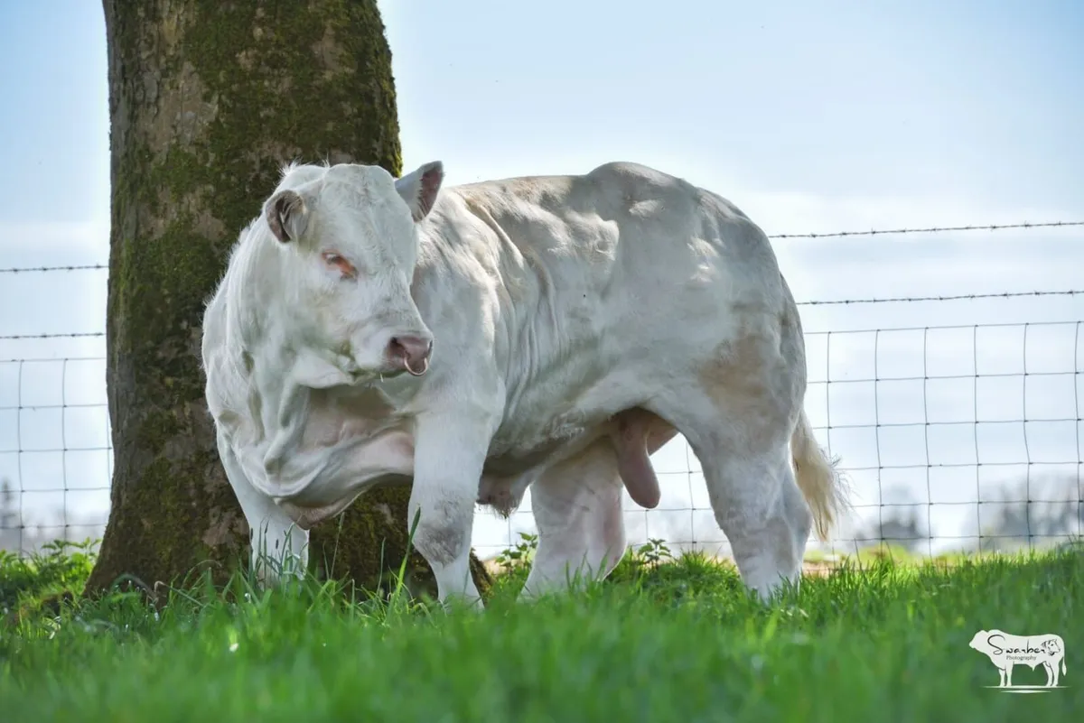 Pedigree Charolais bull - Image 1