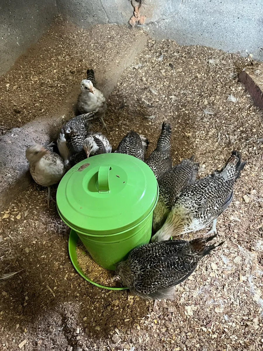 Lemon pencilled Friesian chicks - Image 1