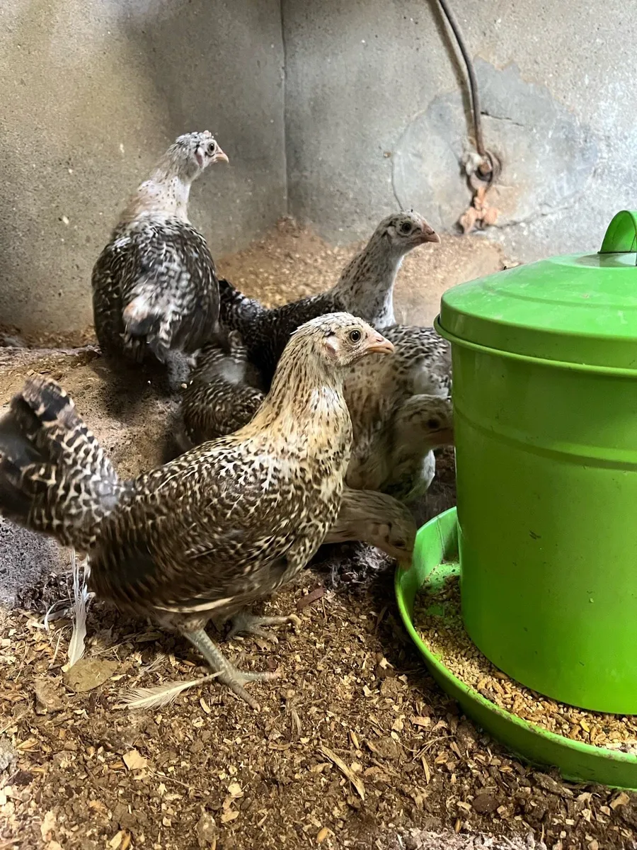 Lemon pencilled Friesian chicks - Image 2