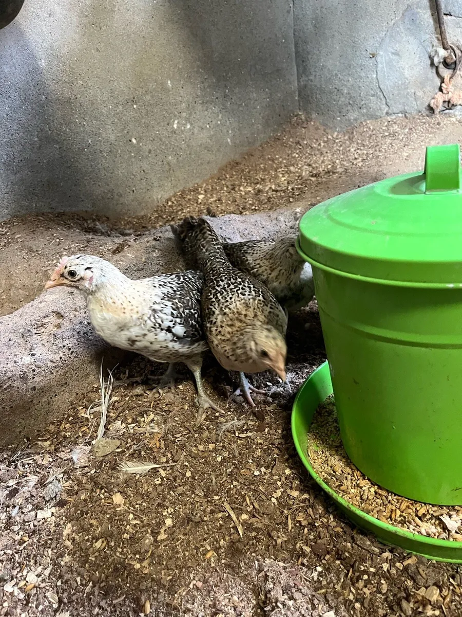 Lemon pencilled Friesian chicks - Image 3