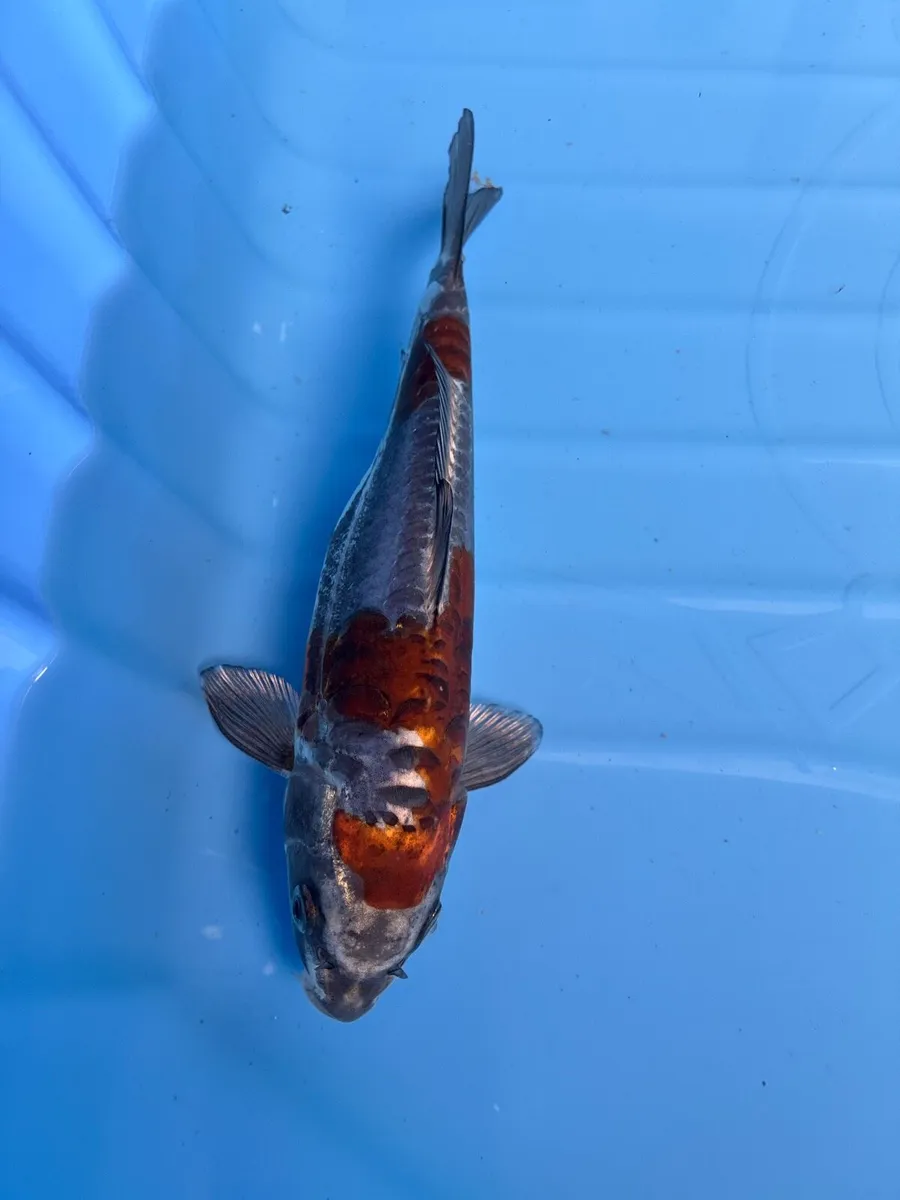 Japanese koi - Image 2