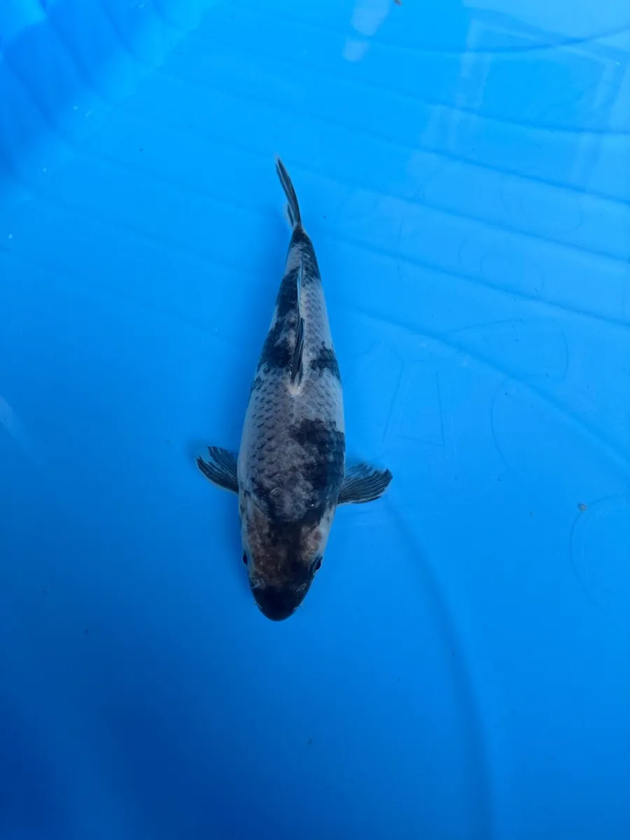 Japanese koi - Image 3