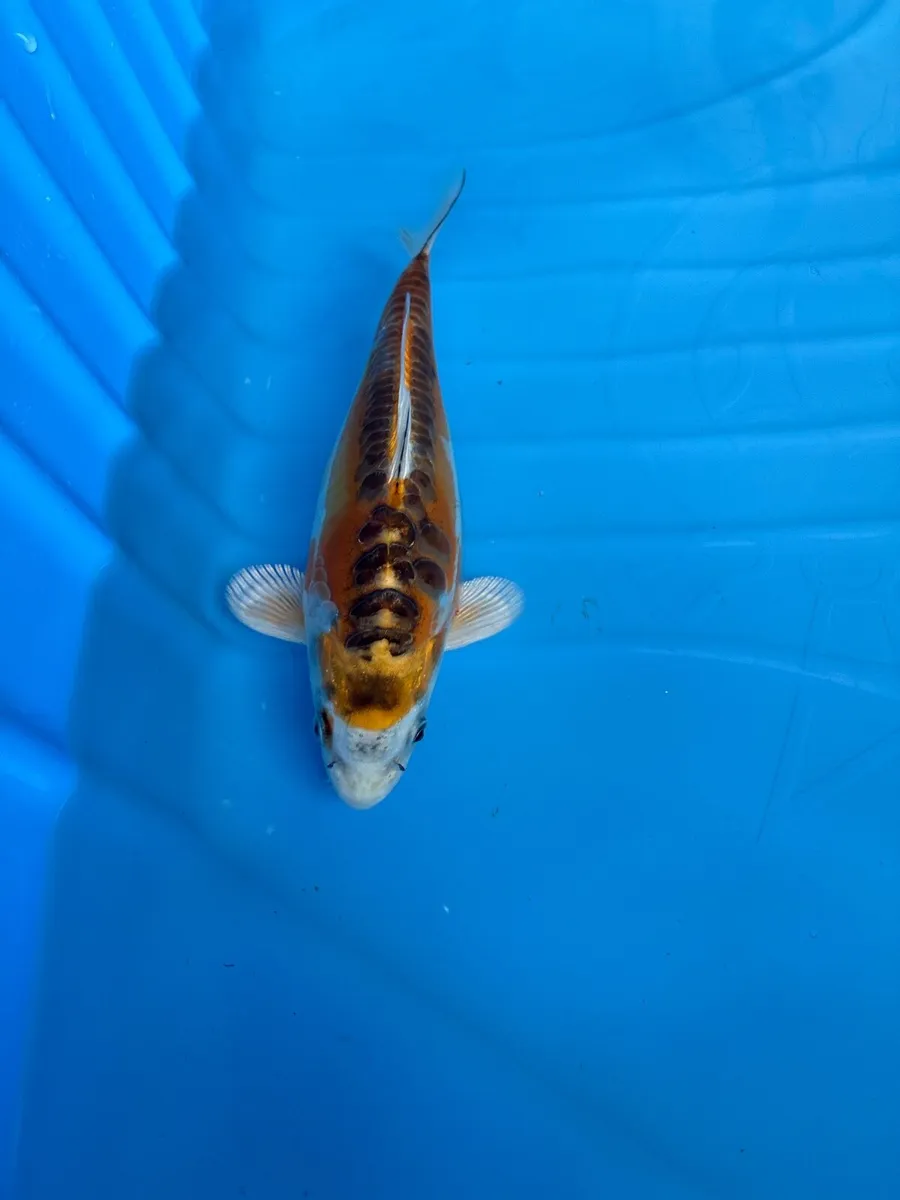 Japanese koi - Image 4