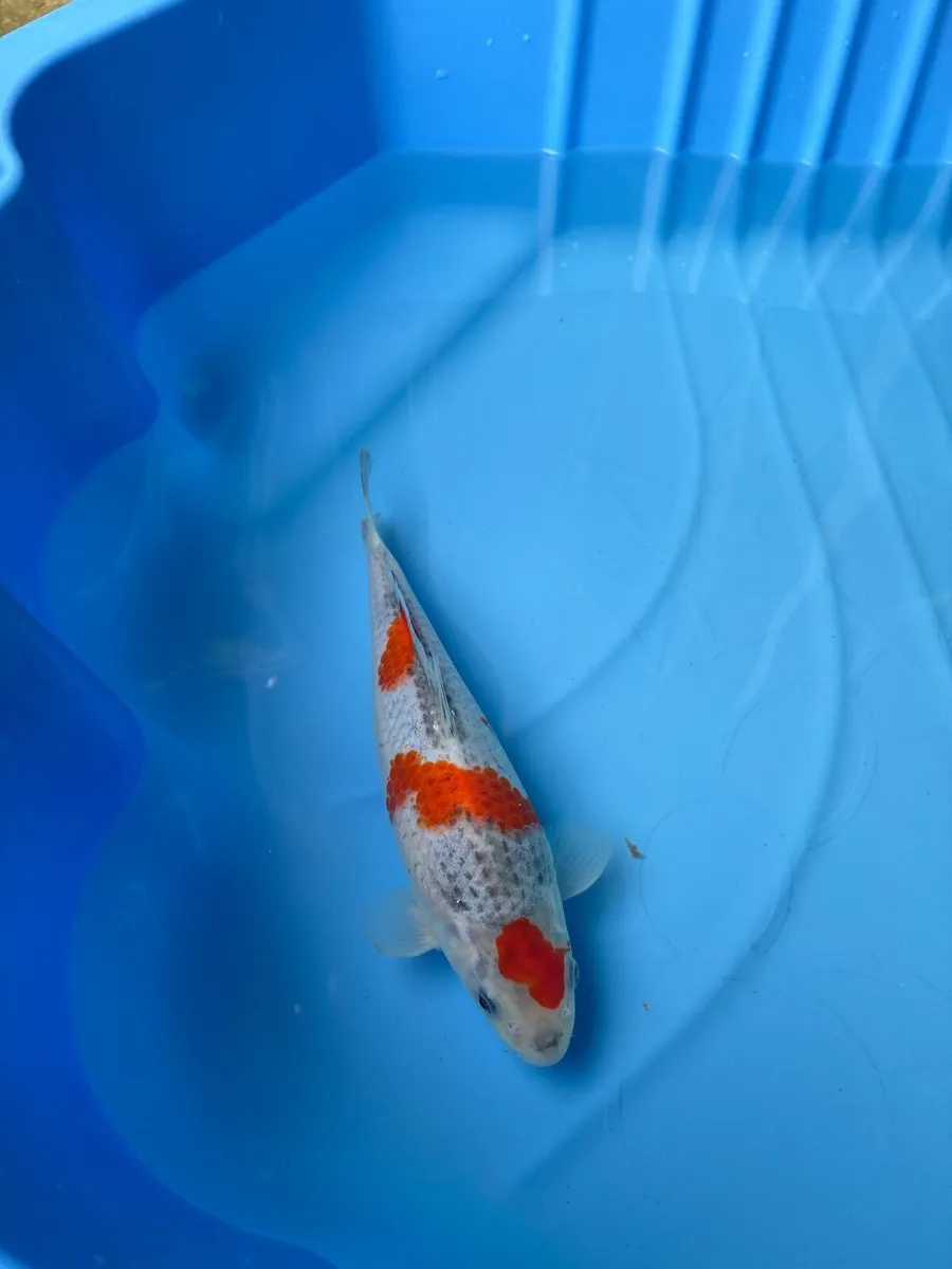 Japanese koi - Image 1