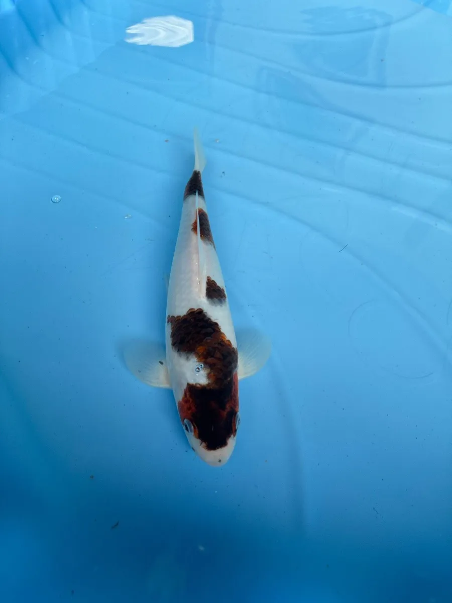 Japanese koi - Image 4