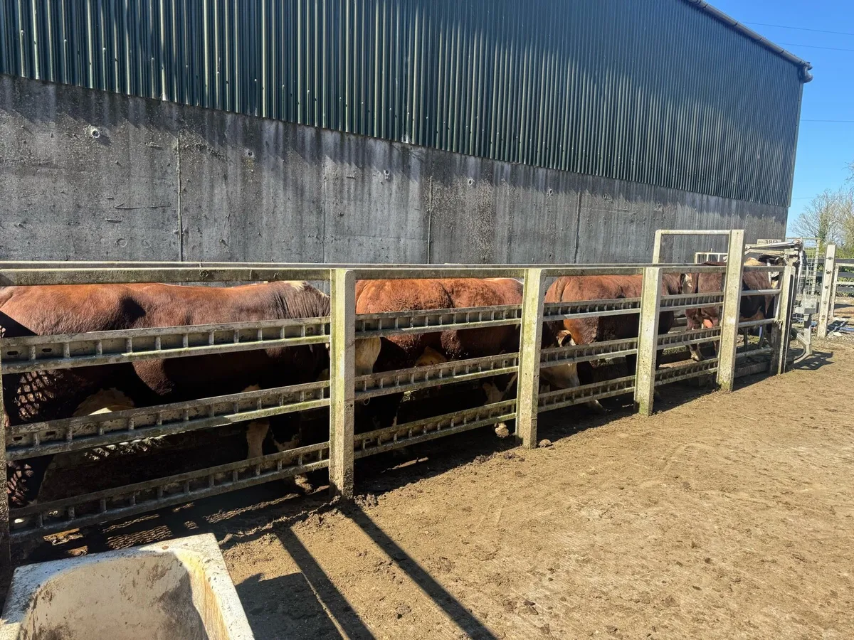 Hereford Bulls - Image 2