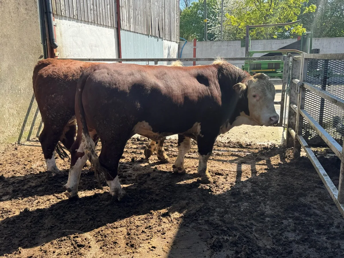 Hereford Bulls - Image 3