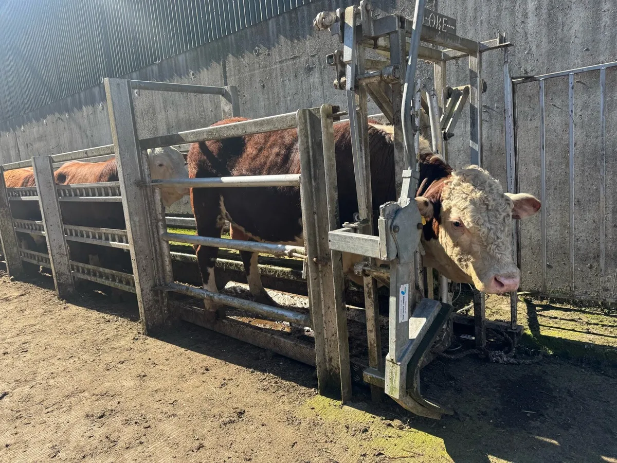 Hereford Bulls - Image 1