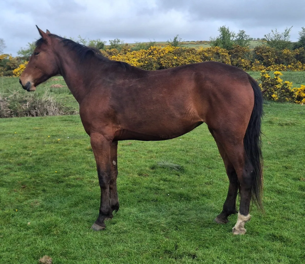 3yr old Grand Cru Filly for sale - Image 2