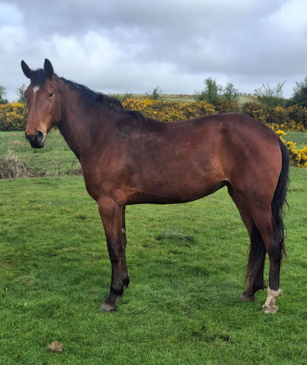 3yr old Grand Cru Filly for sale - Image 1