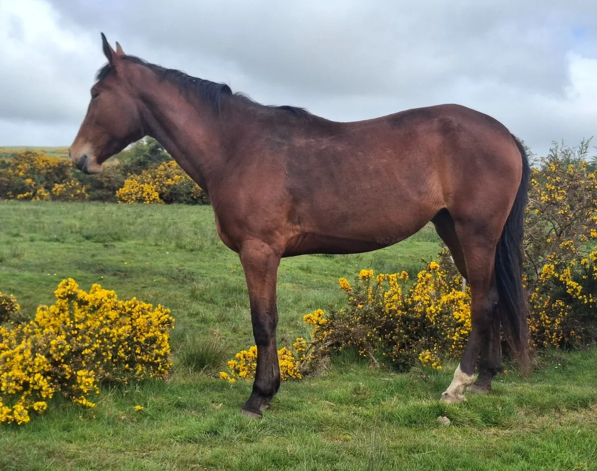 3yr old Grand Cru Filly for sale - Image 3