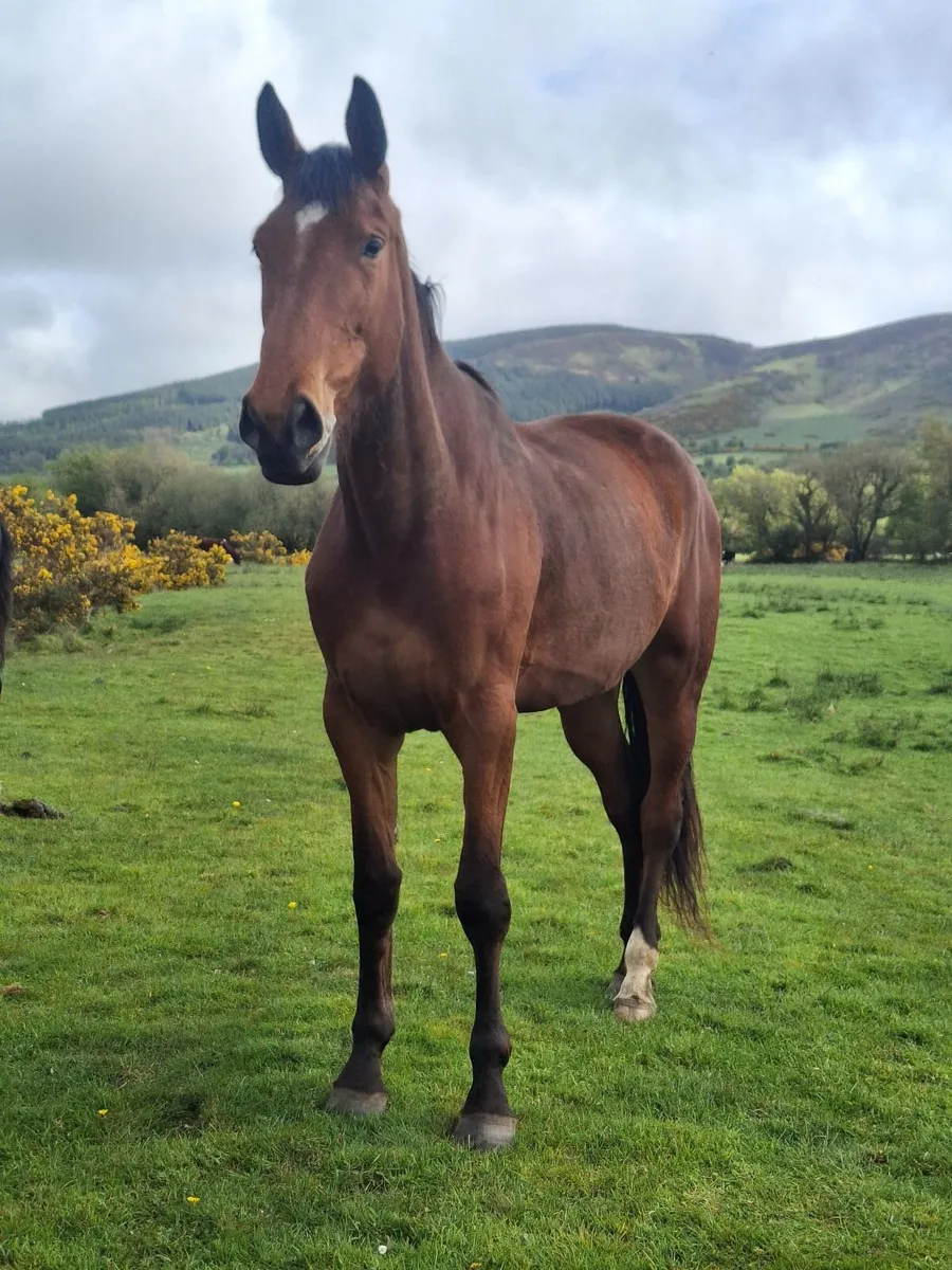 3yr old Grand Cru Filly for sale - Image 4