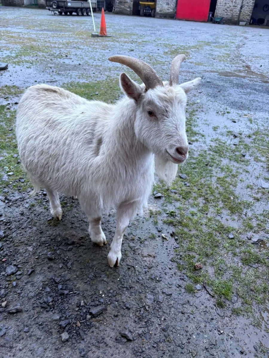Goats - Image 1
