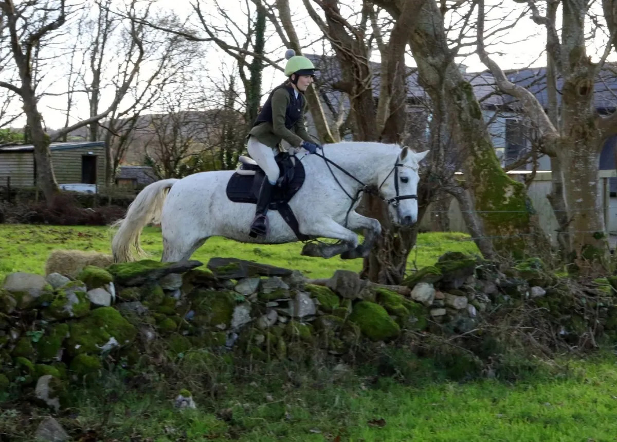 Connemara Pony 14.2 - Image 3