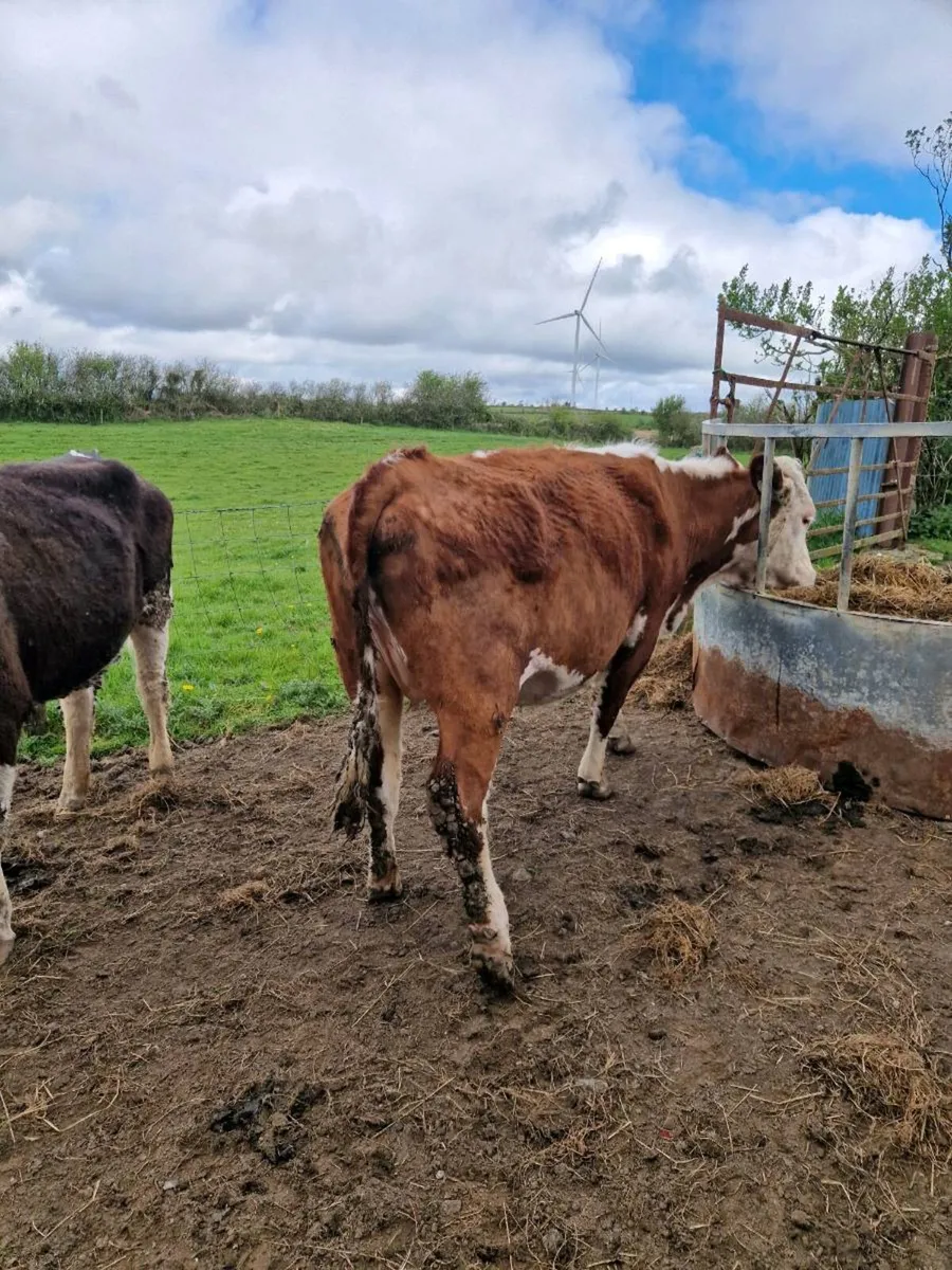 Cows - Image 1