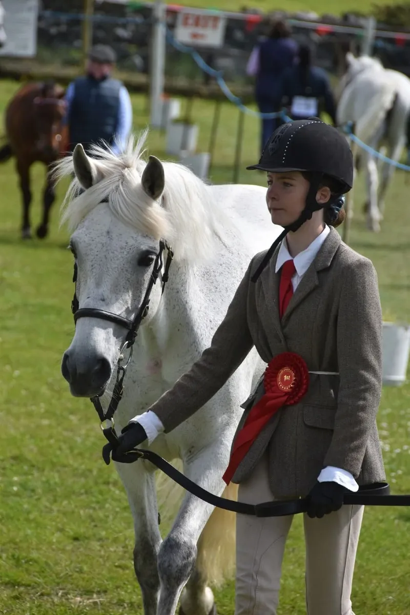 Connemara Pony 14.2 - Image 2