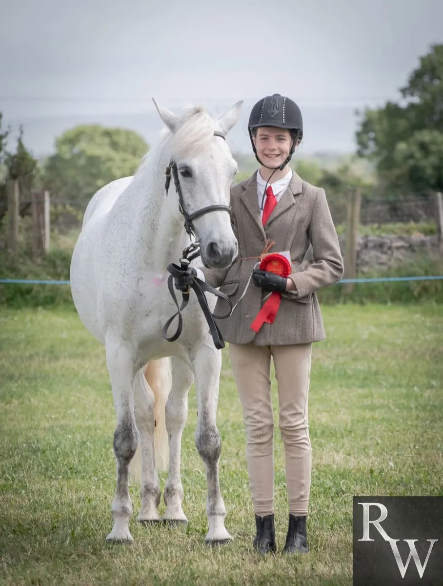 Connemara Pony 14.2 - Image 4