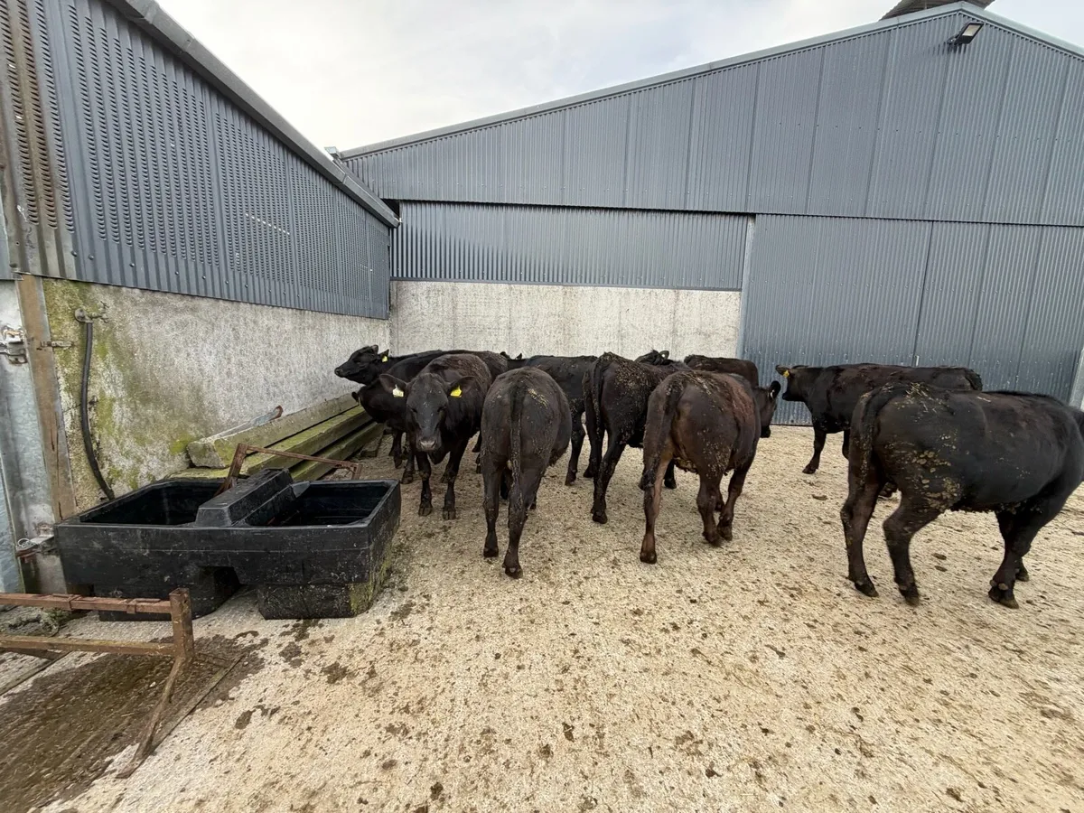 AAX HEIFERS - Image 2