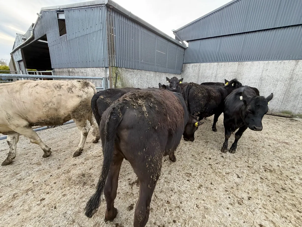 AAX HEIFERS - Image 3