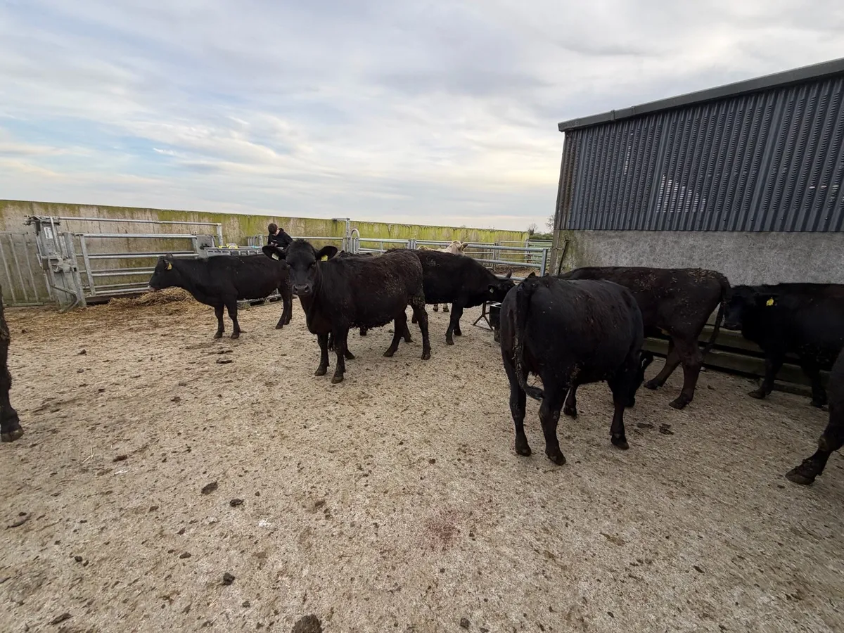 AAX HEIFERS - Image 4