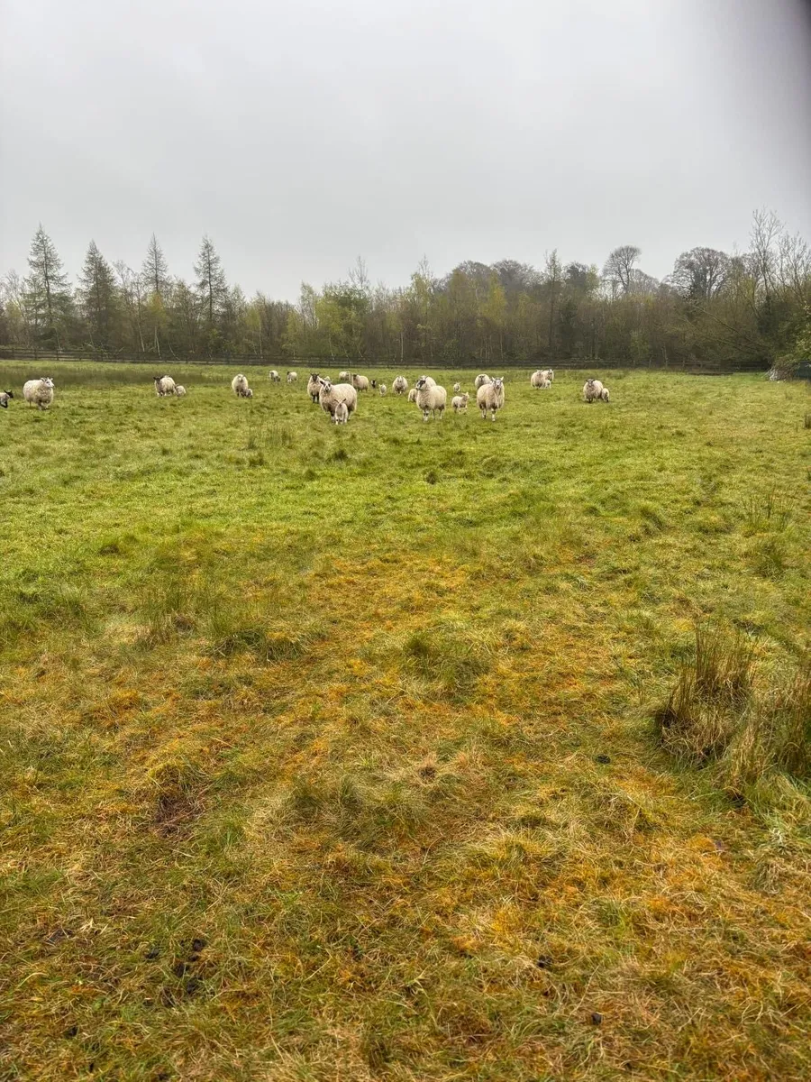 Ewe lambs with lambs at foot - Image 1