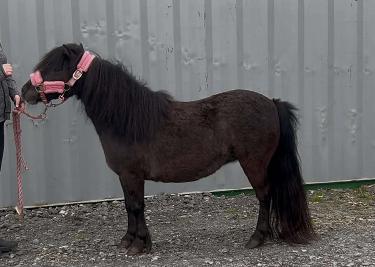 4 year old Shetland mare - Image 1