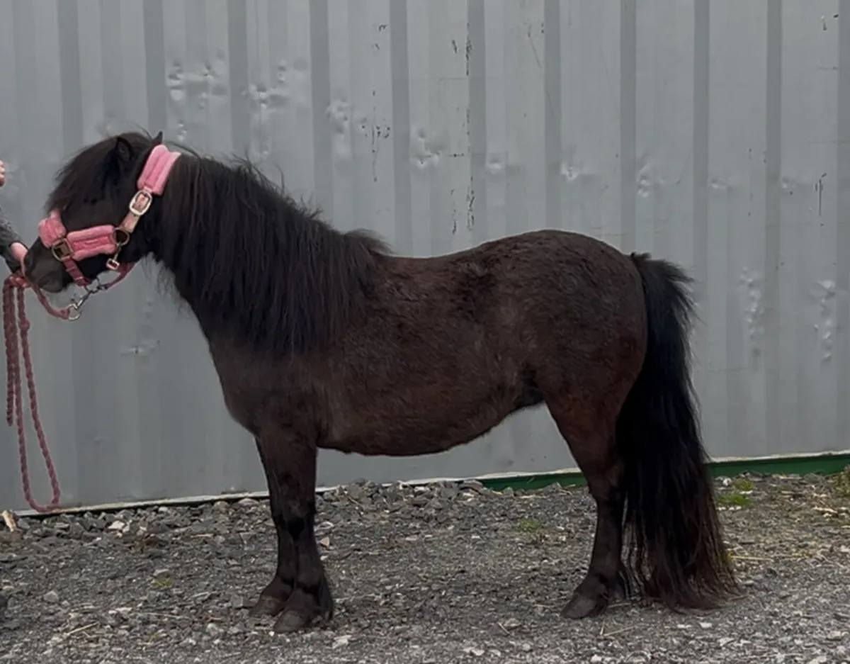 4 year old Shetland mare - Image 2