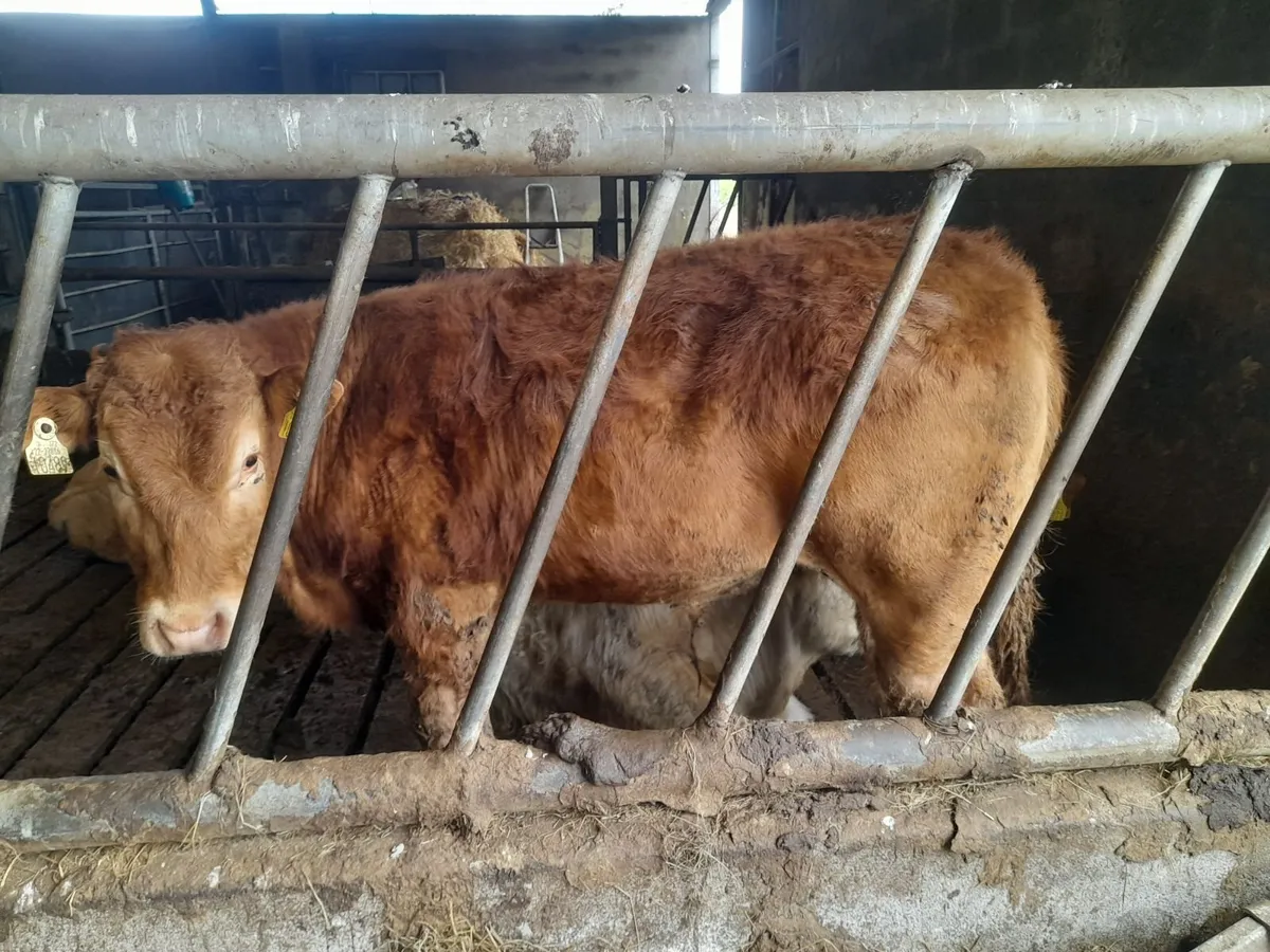 Charx lmx yearling bullocks - Image 2