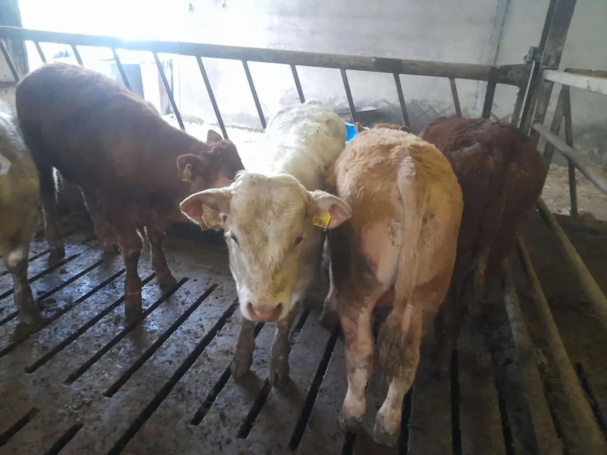 Charx lmx yearling bullocks - Image 3