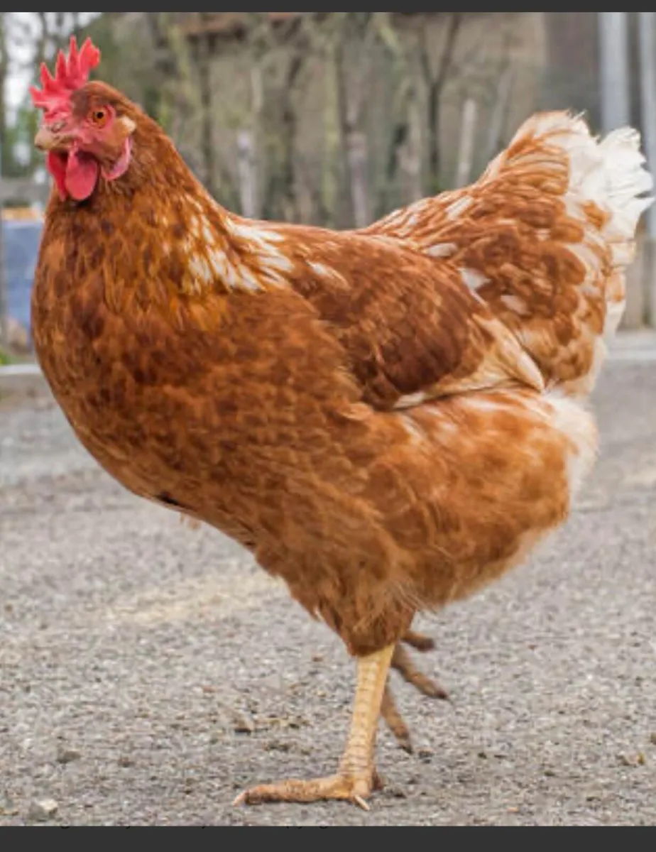 Point of lay hybrid layers