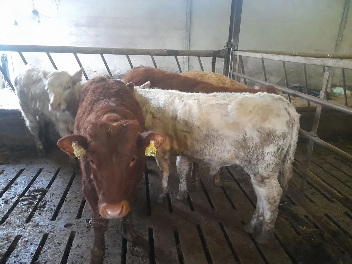 Charx lmx yearling bullocks - Image 4