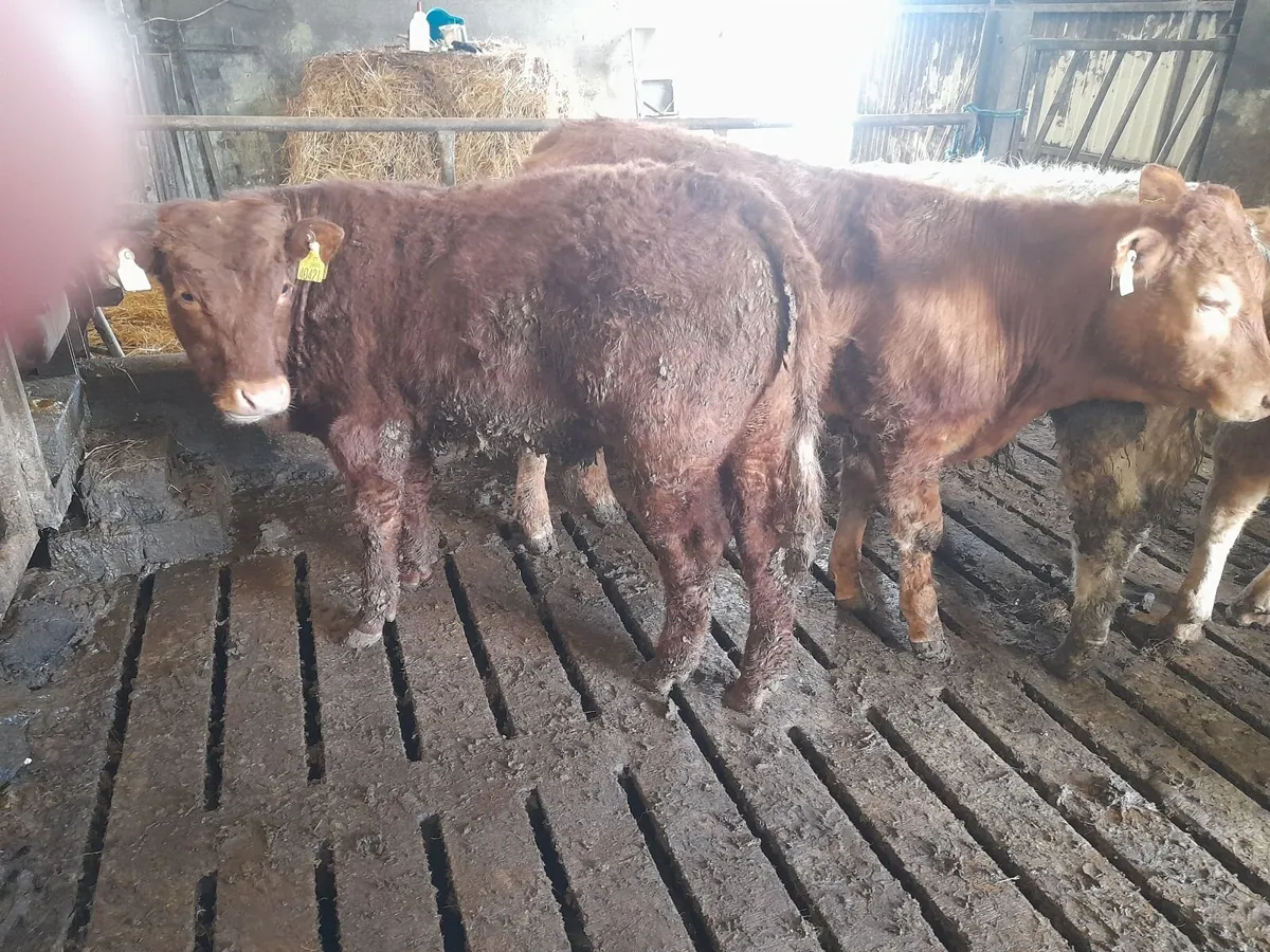 Charx lmx yearling bullocks - Image 1