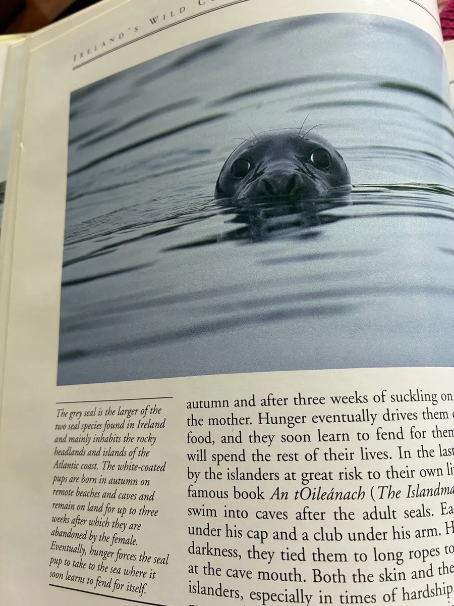 Ireland’s Wild Countryside- Eamon De Buitlear - Image 4