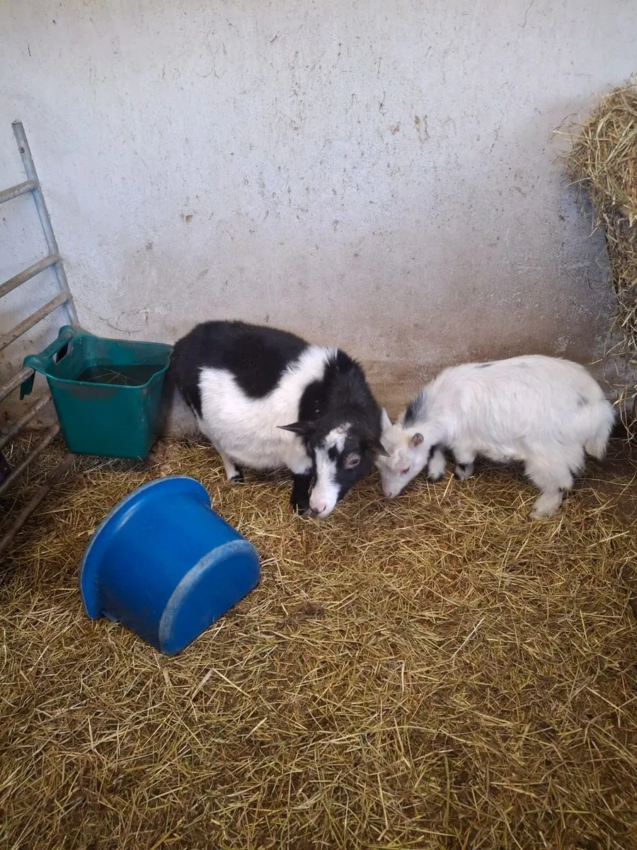 Pygmy goat - Image 1