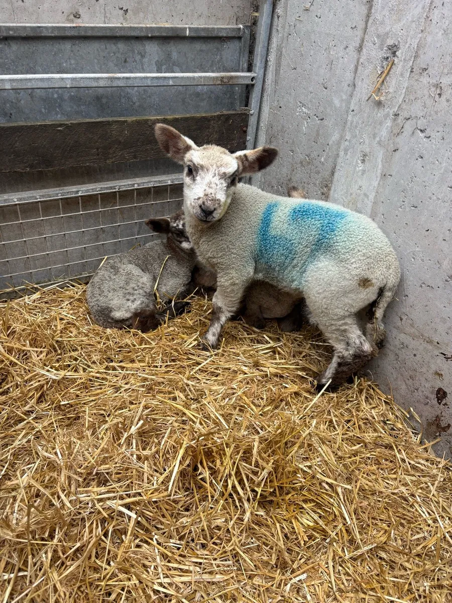 Pet lambda - Image 1