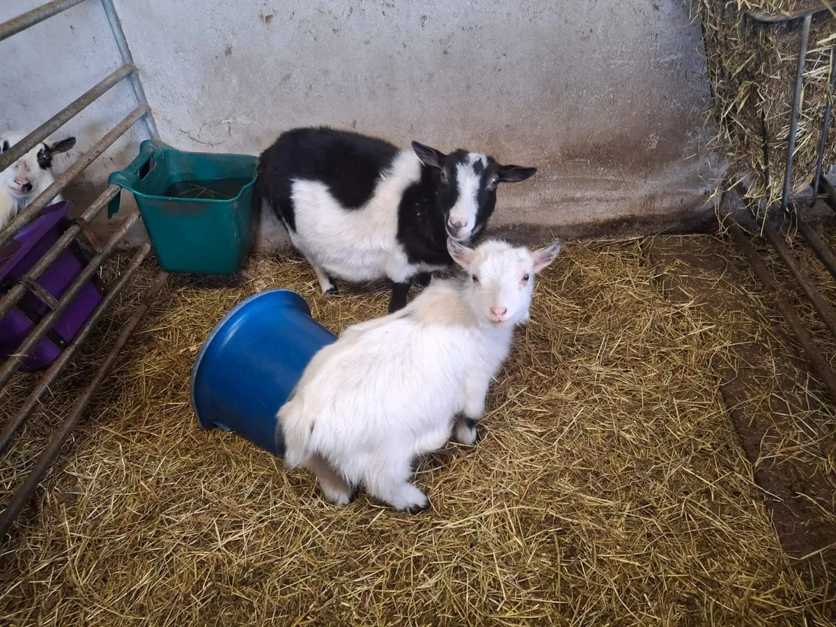 Pygmy goat - Image 2